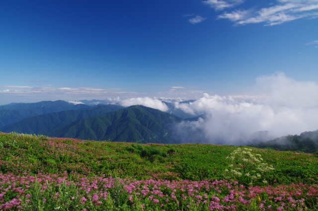 大阪発！滋賀県伊吹山高原ドライブへ行くならヨリドコ観光！！滋賀県伊吹山高原日帰りバスツアー